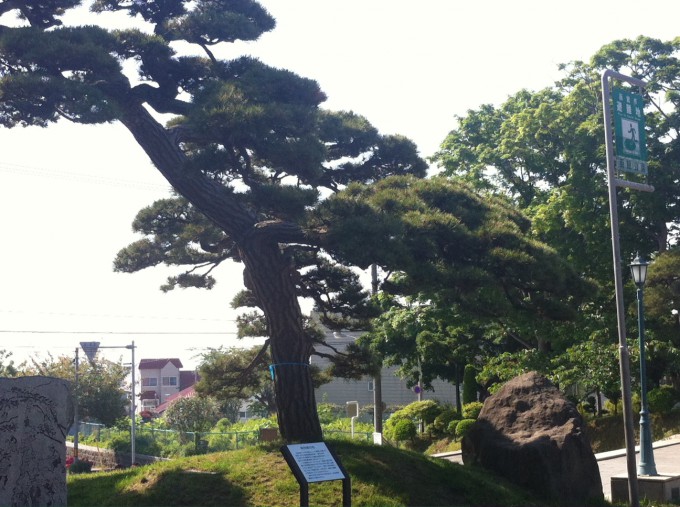 高田屋の松