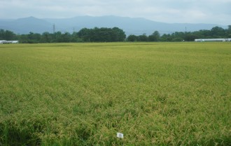 北斗市の田園地帯