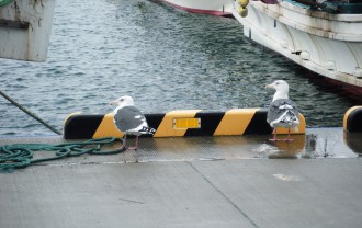 二羽の鳥が見つめる先には