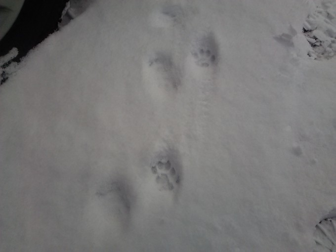 雪の上の猫の足跡