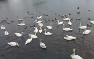 大沼公園の渡り鳥
