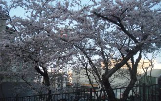 桜（末広町）