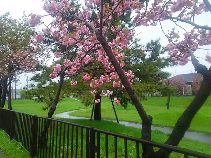 西桔梗にある公園内の八重桜
